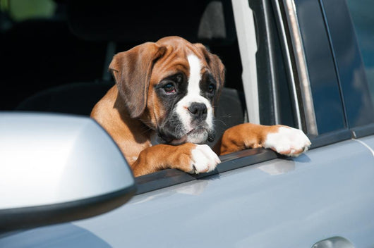Welpe im Auto