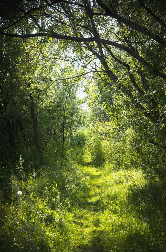 Narrow Path Fairy Forest