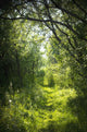 Narrow Path Fairy Forest