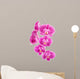 Orchid Flowers White