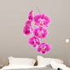 Orchid Flowers White
