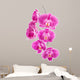 Orchid Flowers White