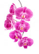 Orchid Flowers White