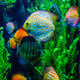 salt water fish in the ocean or aquarium Wall Mural