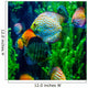 salt water fish in the ocean or aquarium Wall Mural