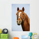Head Shot Chestnut Horse
