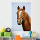 Head Shot Chestnut Horse