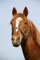 Head Shot Chestnut Horse