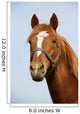 Head Shot Chestnut Horse