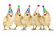 Yellow Baby Chicks Singing Happy Birthday Wall Mural