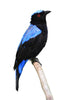 Asian Fairy Bluebird Wall Decal