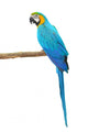 Blue and Gold Macaw