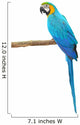 Blue and Gold Macaw