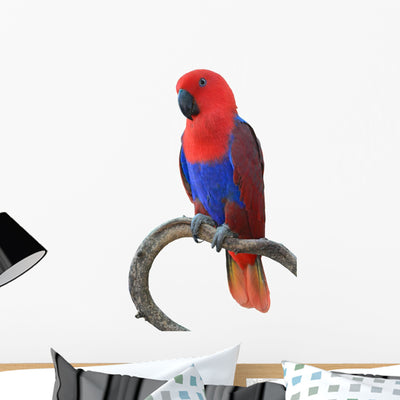 Beautiful Red Parrot Wall Decal shown on a wall
