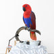 Beautiful Red Parrot Wall Decal