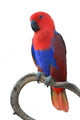 Beautiful Red Parrot Wall Decal