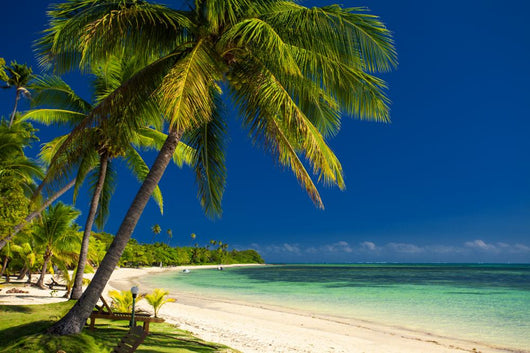 Palm Trees and White