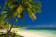 Palm Trees and White