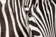 Zebra detail Wall Mural