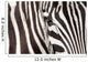 Zebra detail Wall Mural