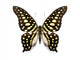 Tropical Butterfly Collection Graphium