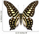 Tropical Butterfly Collection Graphium