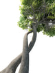 Dna Modified Tree