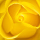 Yellow Rose