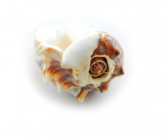 sea shell Wall Decal