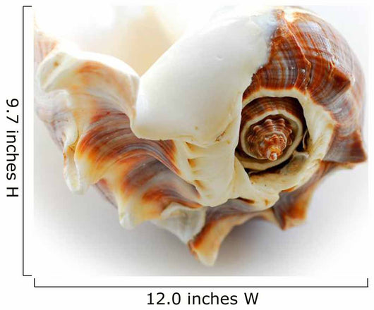 sea shell Wall Decal
