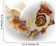sea shell Wall Decal
