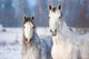 Portrait Two Grey Horses