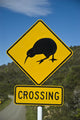 Kiwi Crossing Wall Mural