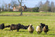 Sheep Rural UK Wall Decal