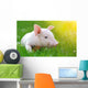 Young Pig Green Grass Wall Decal