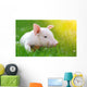 Young Pig Green Grass Wall Decal