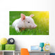 Young Pig Green Grass Wall Decal