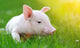 Young Pig Green Grass Wall Decal
