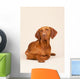 Hungarian or Magyar Vizsla Wall Mural