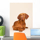 Hungarian or Magyar Vizsla Wall Mural