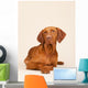 Hungarian or Magyar Vizsla Wall Mural