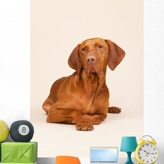 Hungarian or Magyar Vizsla Wall Mural