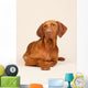 Hungarian or Magyar Vizsla Wall Mural