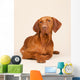 Hungarian or Magyar Vizsla Wall Mural