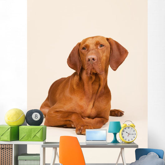 Hungarian or Magyar Vizsla Wall Mural