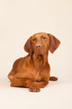 Hungarian or Magyar Vizsla Wall Mural