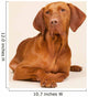 Hungarian or Magyar Vizsla Wall Mural
