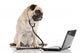 Doctor Pug Dog Wall Decal