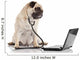 Doctor Pug Dog Wall Decal