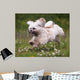 Flying Dog